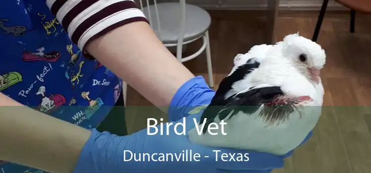 Bird Vet Duncanville - Texas