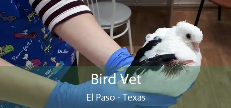 Bird Vet El Paso - Texas