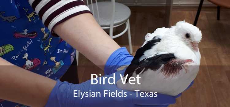 Bird Vet Elysian Fields - Texas