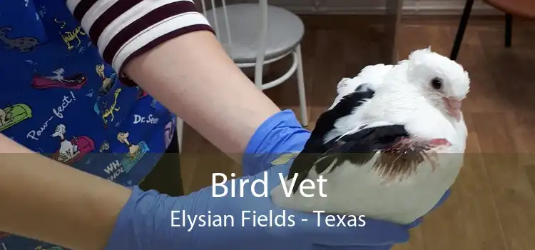 Bird Vet Elysian Fields - Texas