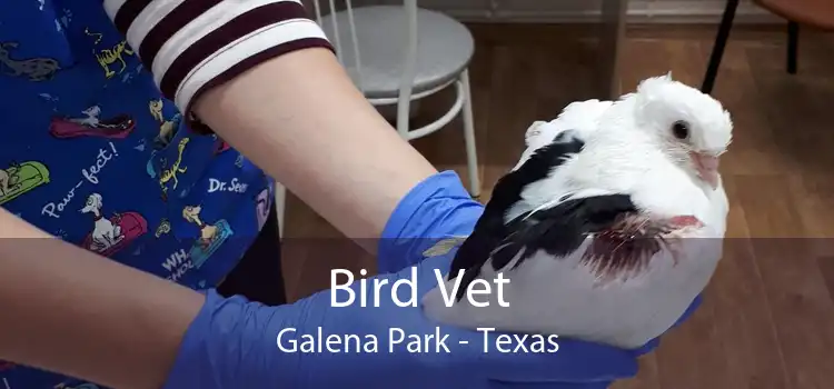 Bird Vet Galena Park - Texas
