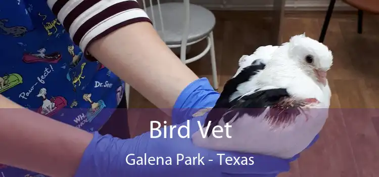 Bird Vet Galena Park - Texas