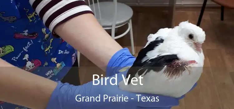 Bird Vet Grand Prairie - Texas