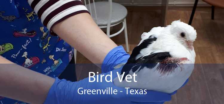 Bird Vet Greenville - Texas