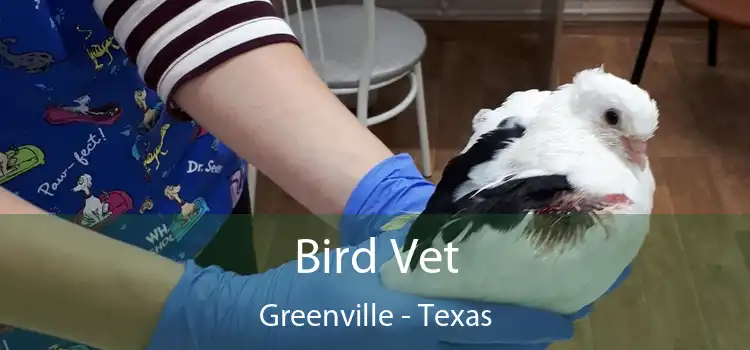 Bird Vet Greenville - Texas