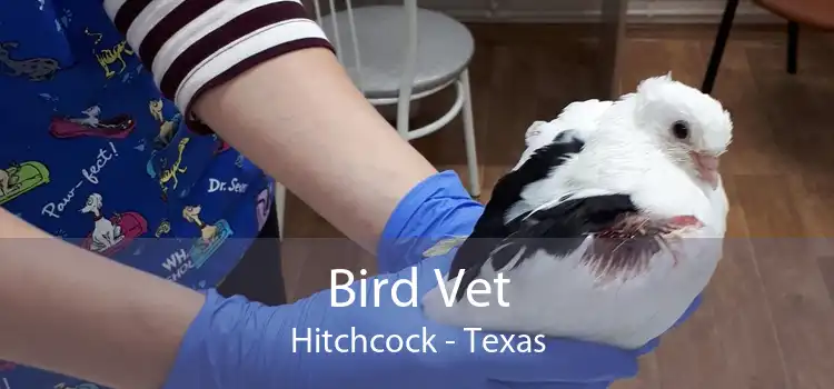 Bird Vet Hitchcock - Texas