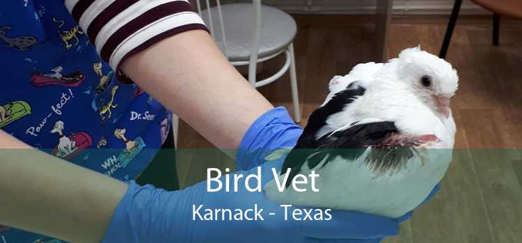 Bird Vet Karnack - Texas
