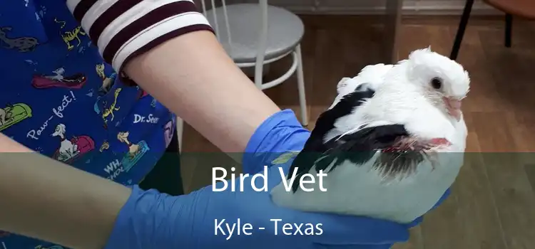 Bird Vet Kyle - Texas