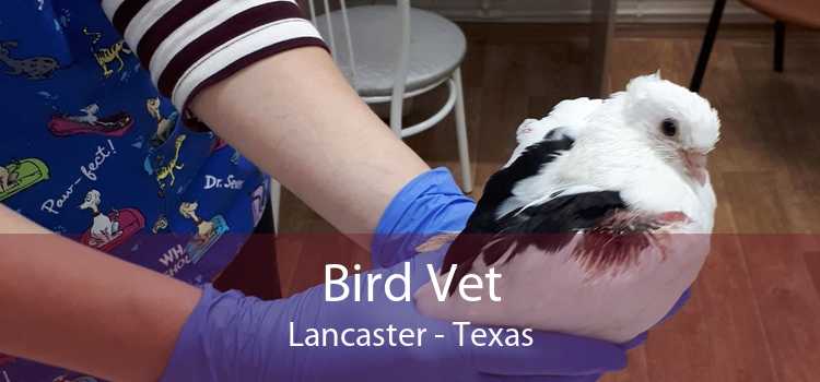 Bird Vet Lancaster - Texas