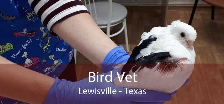 Bird Vet Lewisville - Texas