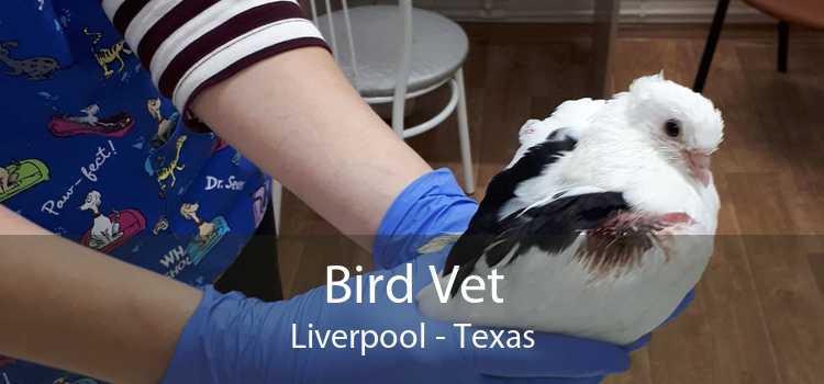 Bird Vet Liverpool - Texas