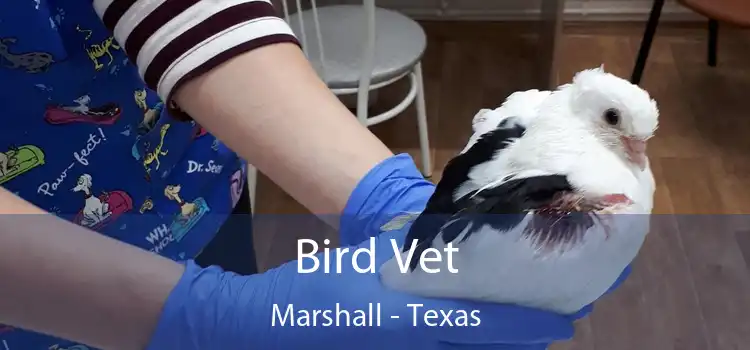 Bird Vet Marshall - Texas