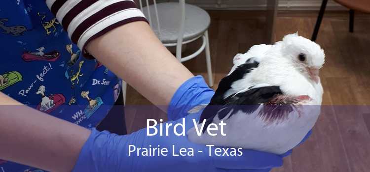 Bird Vet Prairie Lea - Texas