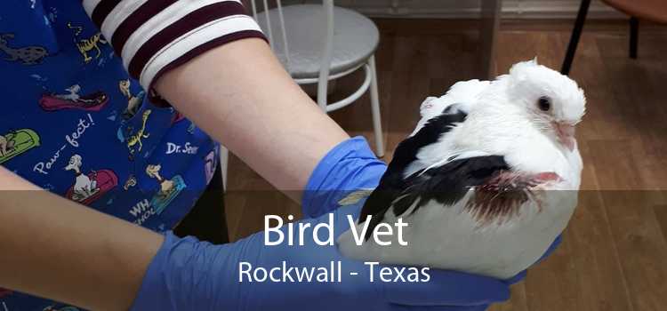 Bird Vet Rockwall - Texas