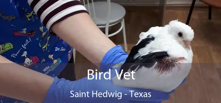 Bird Vet Saint Hedwig - Texas