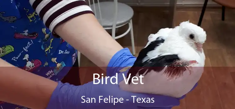 Bird Vet San Felipe - Texas