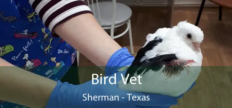 Bird Vet Sherman - Texas