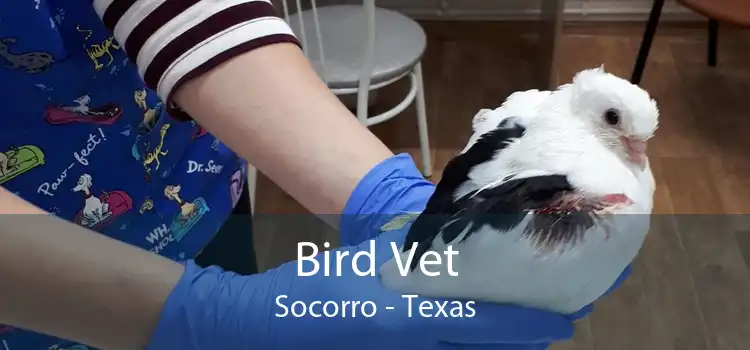Bird Vet Socorro - Texas