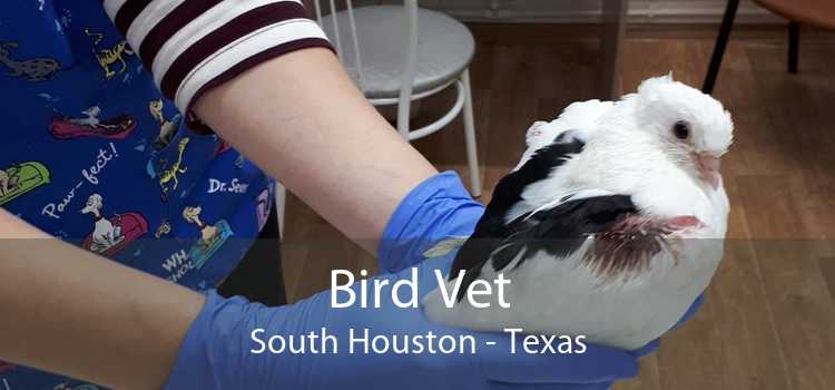 Bird Vet South Houston - Texas