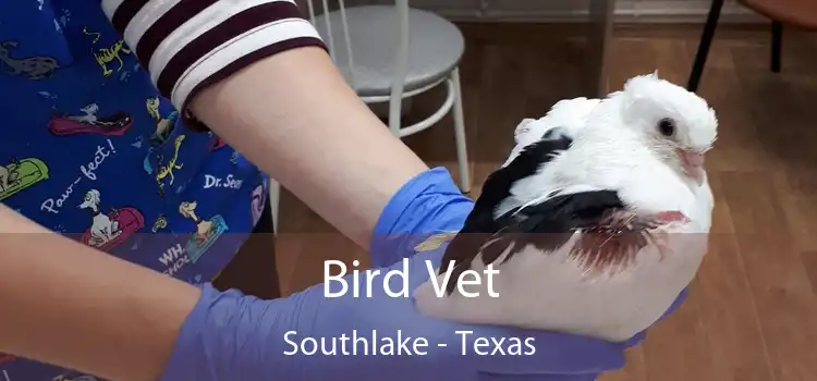 Bird Vet Southlake - Texas