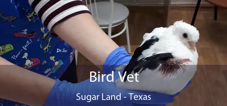 Bird Vet Sugar Land - Texas