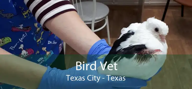 Bird Vet Texas City - Texas