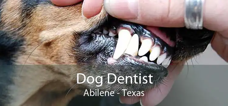 Dog Dentist Abilene - Texas