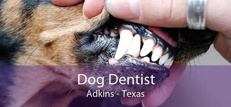 Dog Dentist Adkins - Texas