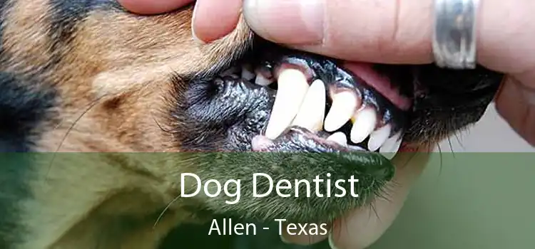 Dog Dentist Allen - Texas