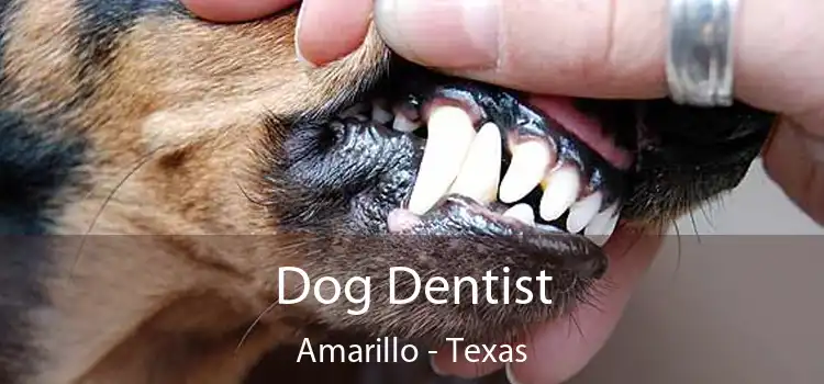 Dog Dentist Amarillo - Texas