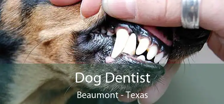 Dog Dentist Beaumont - Texas