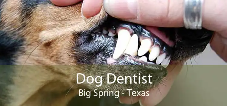 Dog Dentist Big Spring - Texas