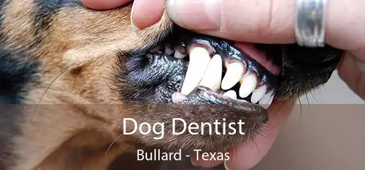 Dog Dentist Bullard - Texas