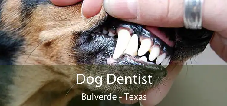 Dog Dentist Bulverde - Texas