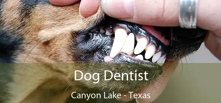 Dog Dentist Canyon Lake - Texas