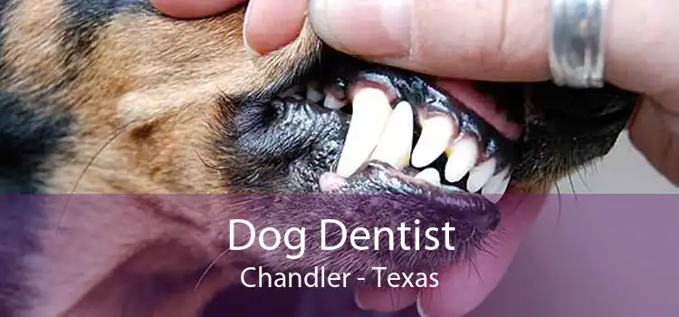Dog Dentist Chandler - Texas