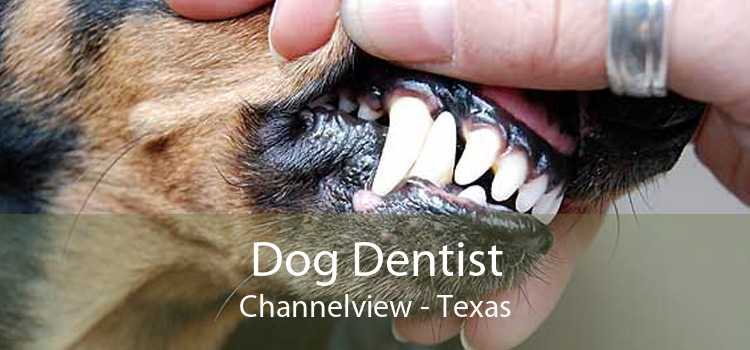 Dog Dentist Channelview - Texas