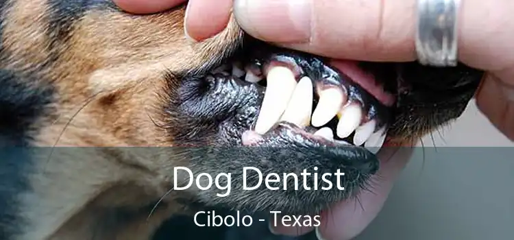 Dog Dentist Cibolo - Texas