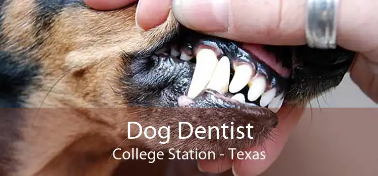 Dog Dentist College Station - Texas