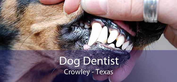 Dog Dentist Crowley - Texas