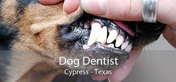 Dog Dentist Cypress - Texas