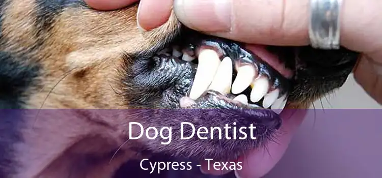 Dog Dentist Cypress - Texas