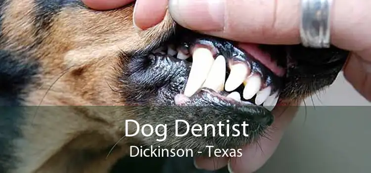 Dog Dentist Dickinson - Texas