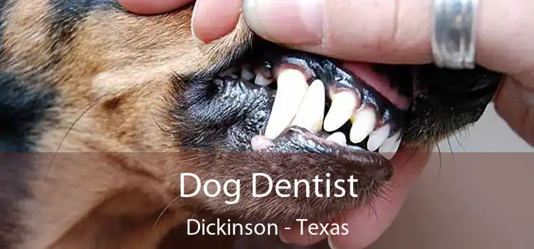 Dog Dentist Dickinson - Texas