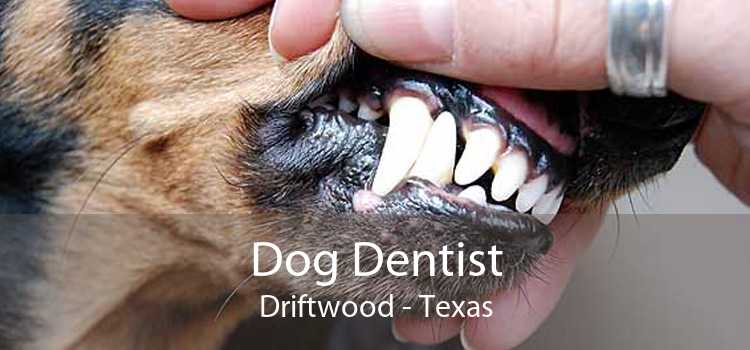 Dog Dentist Driftwood - Texas