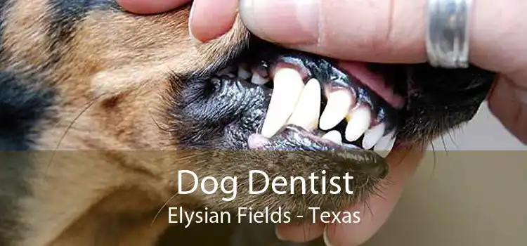 Dog Dentist Elysian Fields - Texas