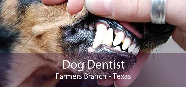Dog Dentist Farmers Branch - Texas
