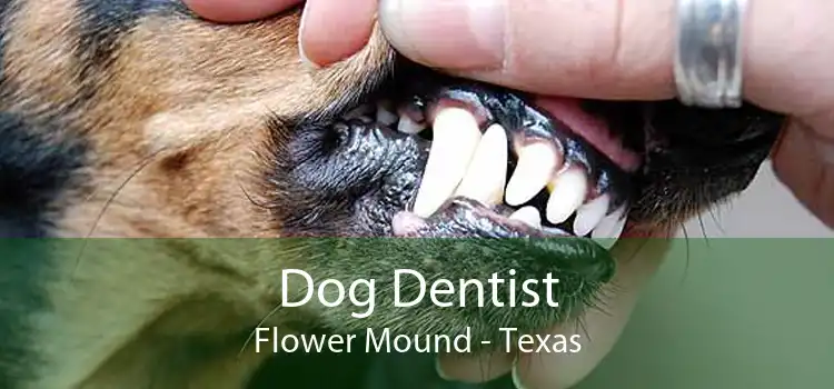 Dog Dentist Flower Mound Dental