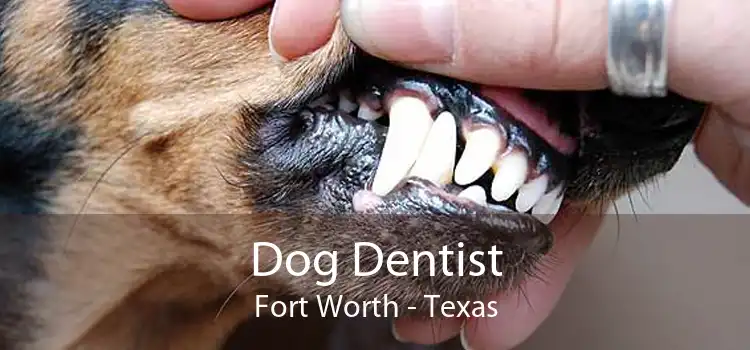 Dog Dentist Fort Worth - Texas