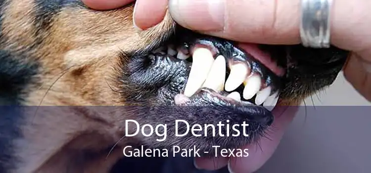 Dog Dentist Galena Park - Texas